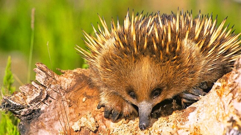 Короткоклювая ехидна (Tachyglossus aculeatus) - один из четырех ныне живущих видов ехидны.