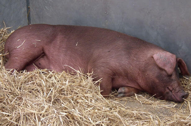 Порода свиней дюрок: характеристика поросят, описание взрослых свиней мясной породы - 36 фото. Особенности разведения. Отзывы владельцев