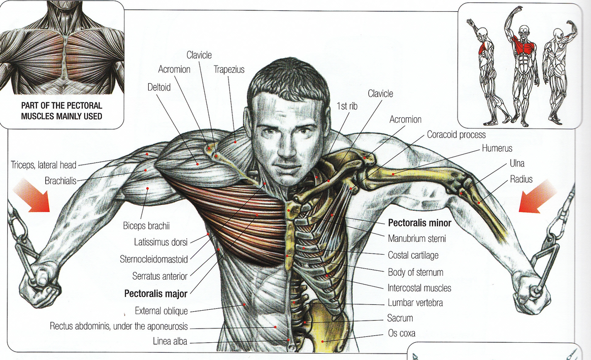 Десять лучших упражнений для построения мощных грудных мышц!
