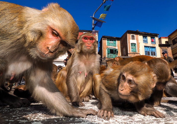 Не мусорка — а шведский стол, не помойка — а ресторан! 
