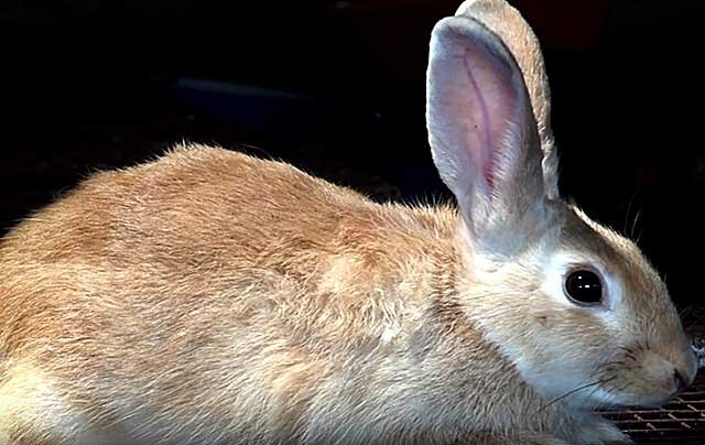 Почему у кролика понос и как его лечить