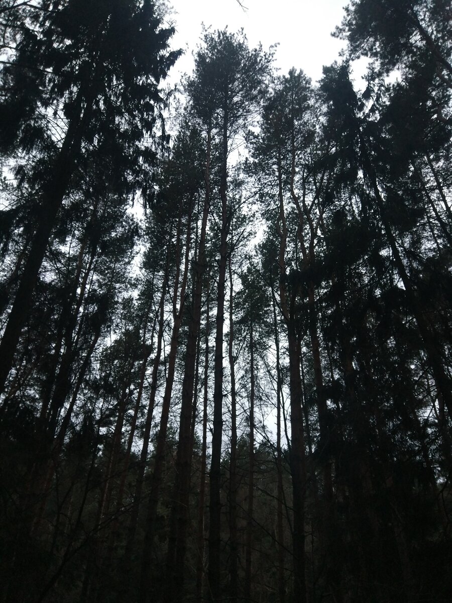 Просто лес. Просто сосны. Прогулка моя. Фото моё.