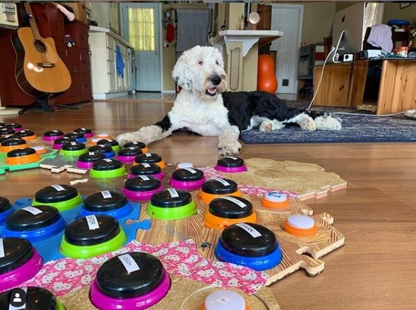 ins:what_about_bunny 
