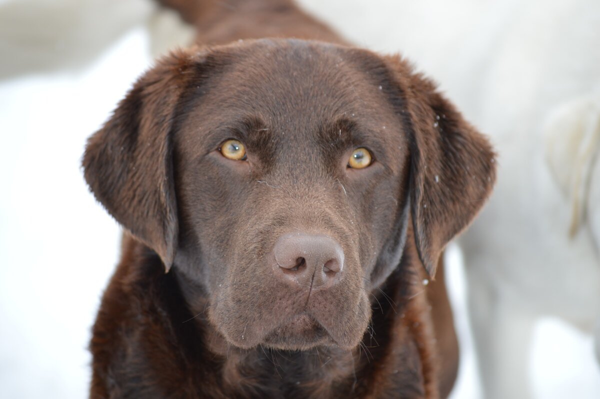 Яндекс картинки marshyhopelabradors.com