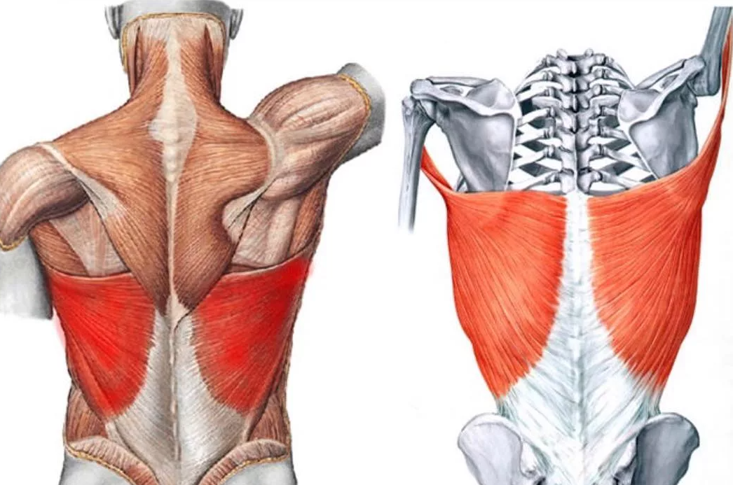 Широчайшее использование в современной. Latissimus Dorsi мышца. Ромбовидная мышца анатомия. Ромбовидные мышцы спины анатомия. Широчайшая мышца спины анатомия.