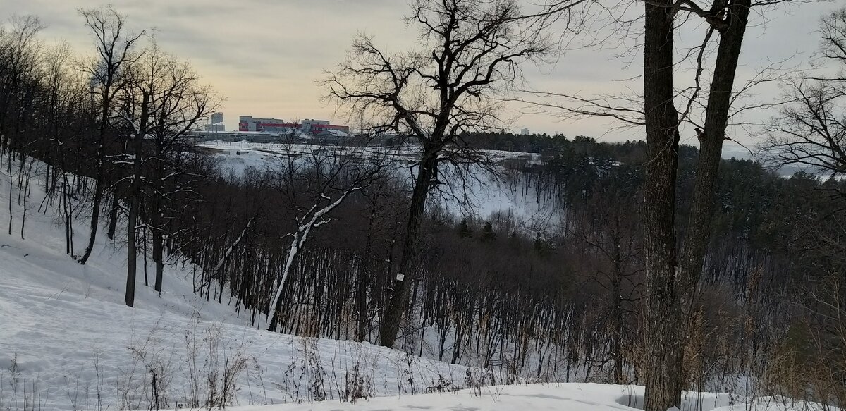 Лесопарк недалеко от барака.