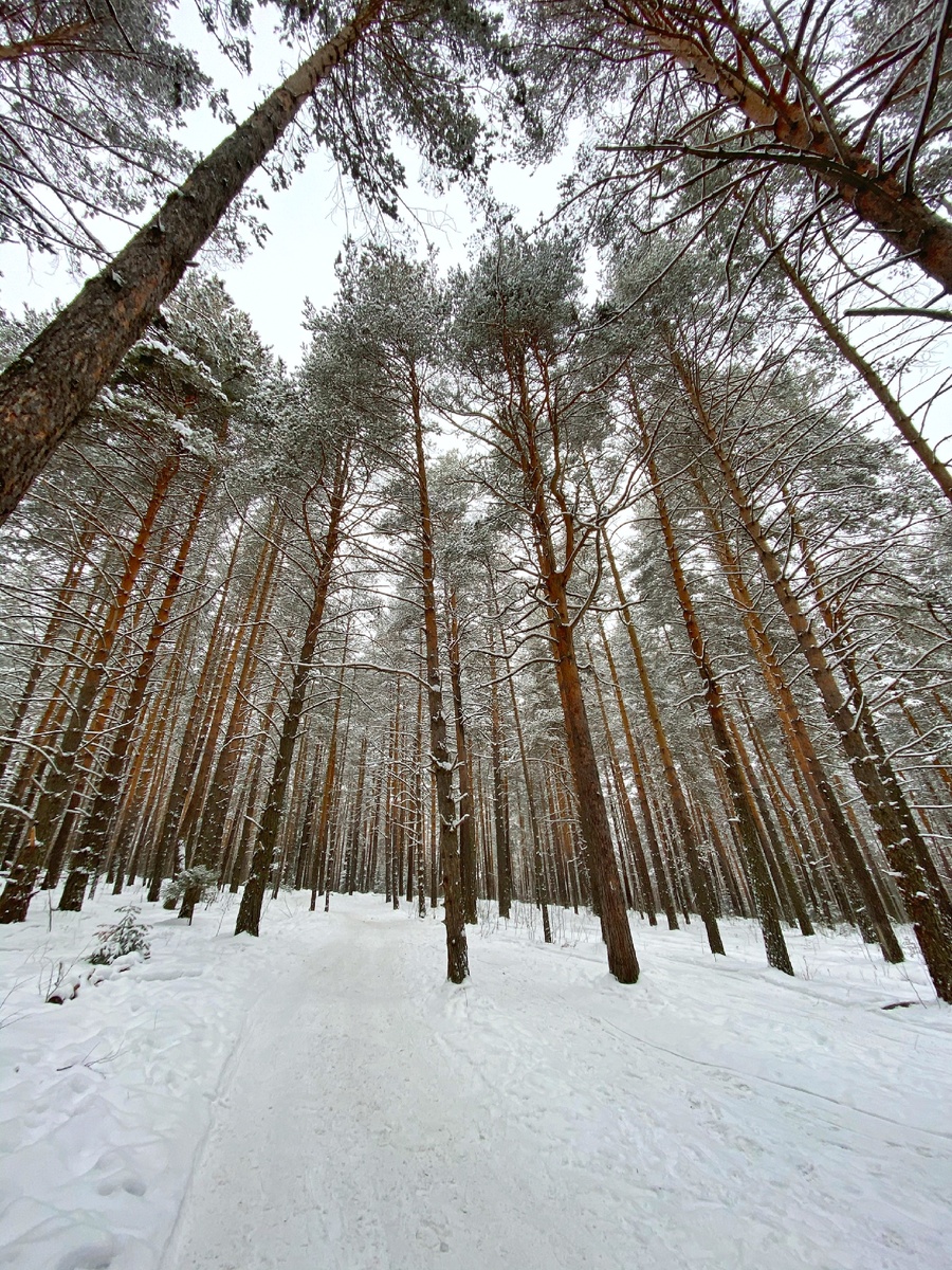 Сосновый лес