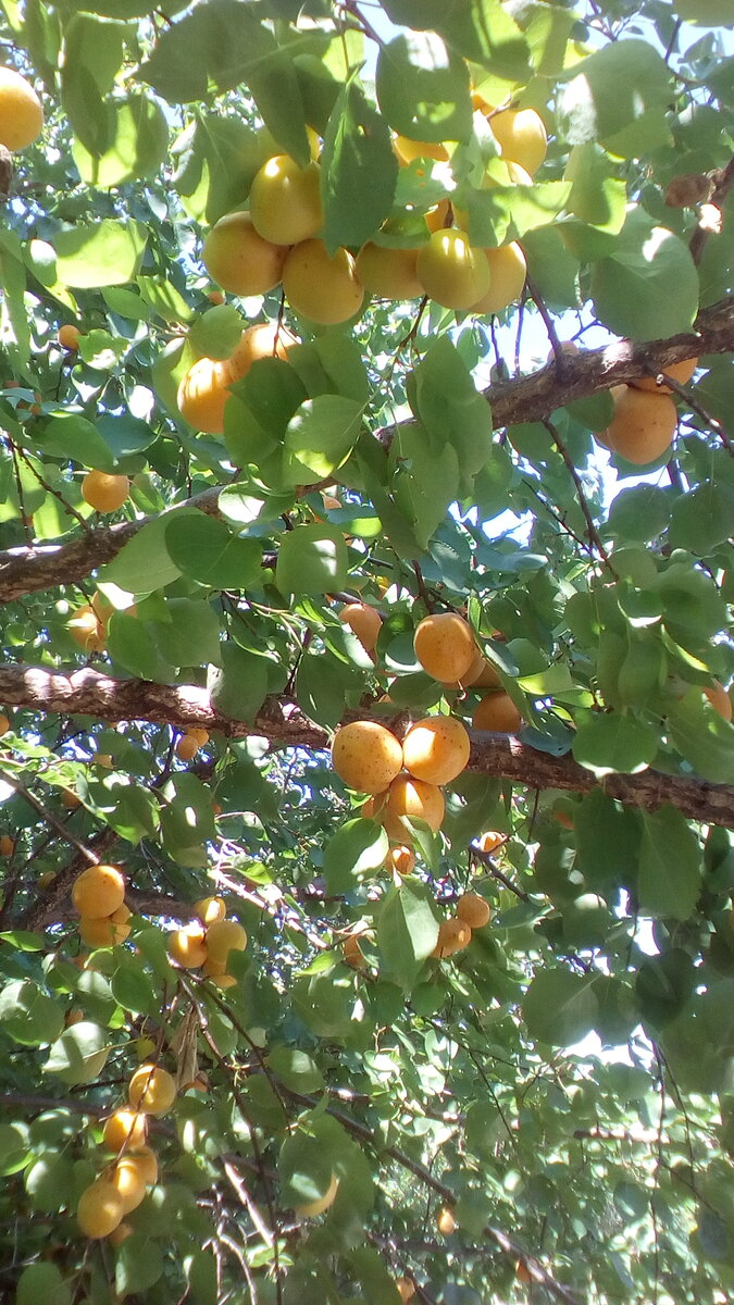 Фото автора. Абрикосы позапрошлогодние, в этом году такого урожая нет