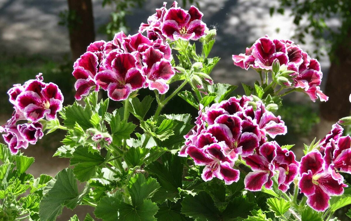 Изображение взято с сервиса Яндекс Картинки