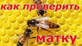 Как проверить наличие матки в улье