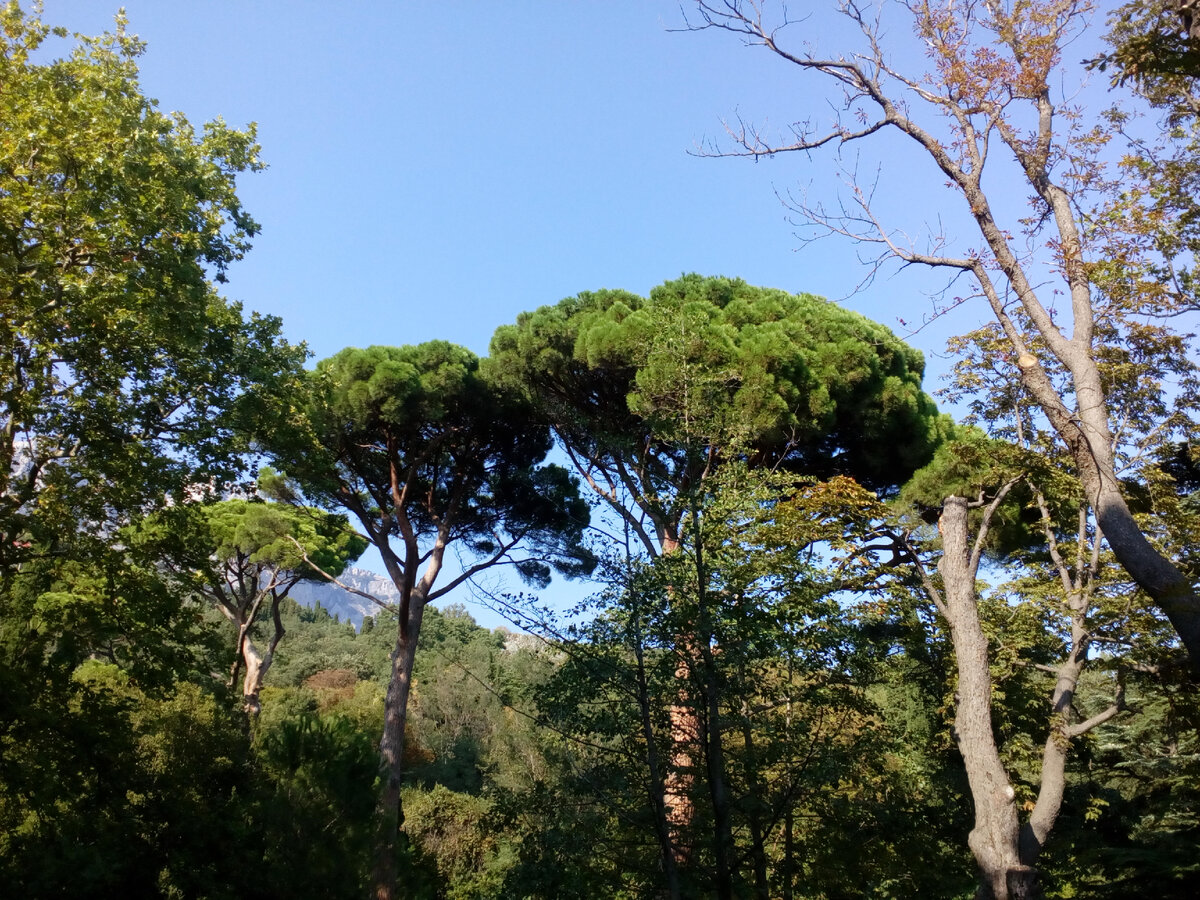 Воронцовский парк