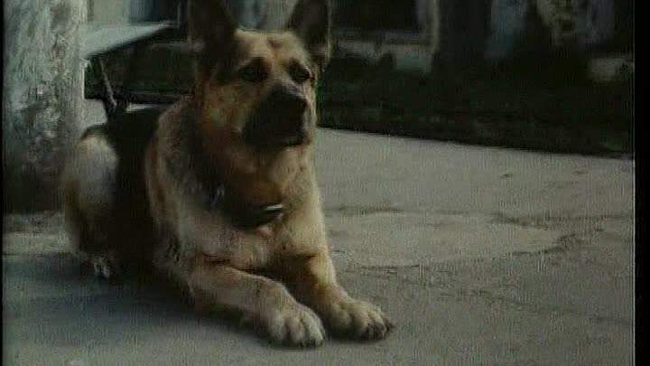 Кадр из фильма "Верный Руслан". Восточноевропейская овчарка Байкал