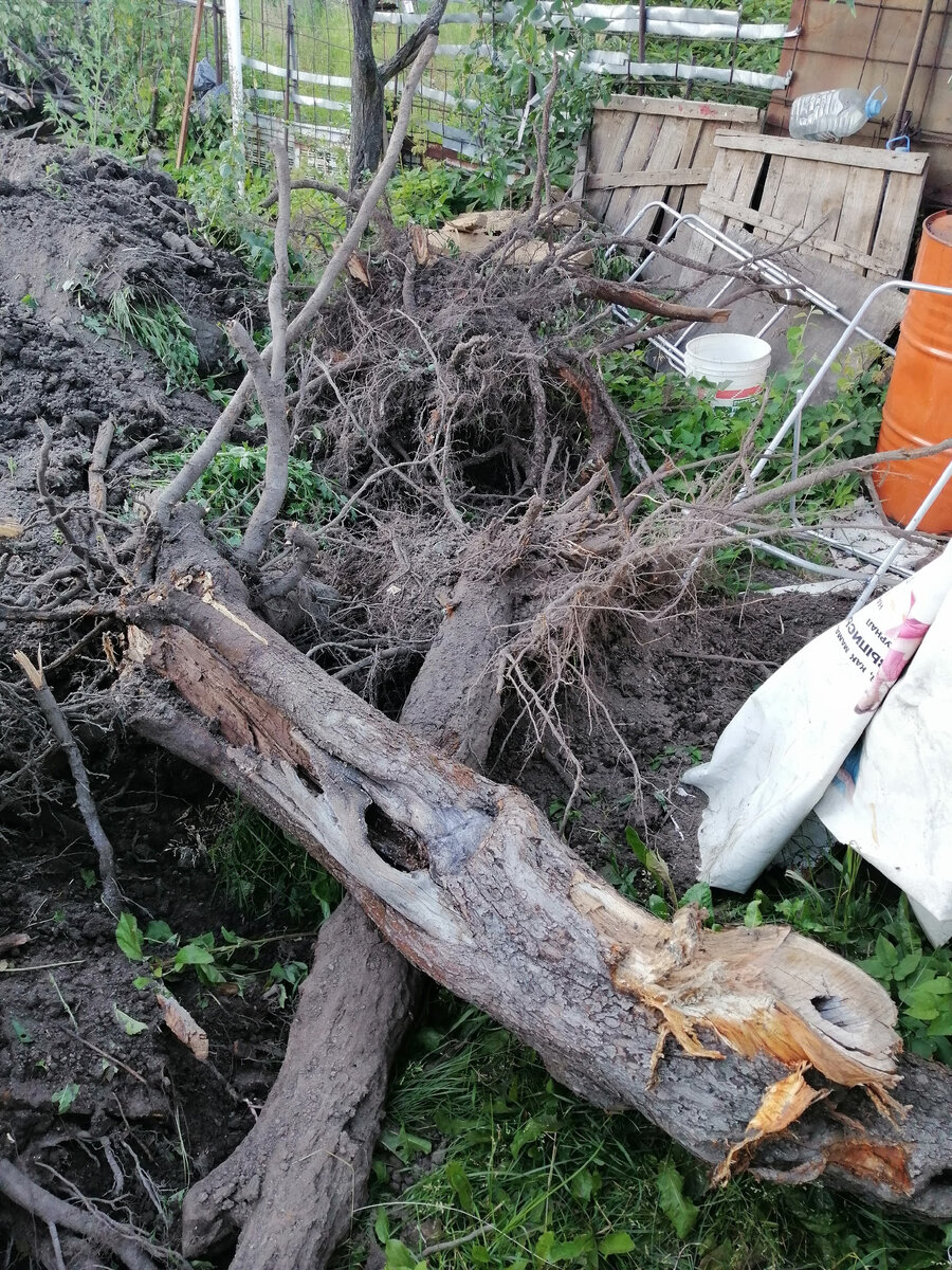 Выкорчевали пеньки