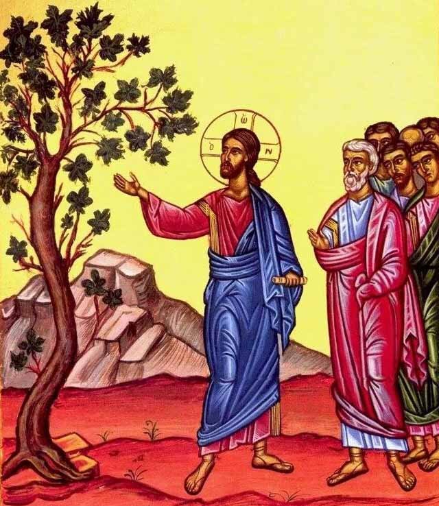Бесплодная смоковница