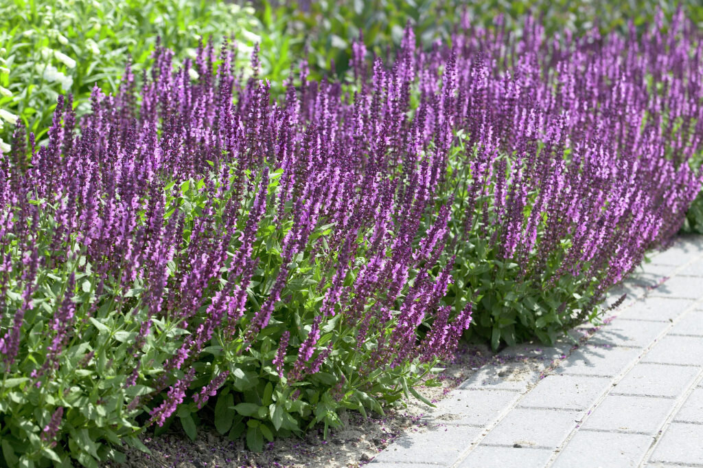 Шалфей дубравный (Salvia nemorosa)