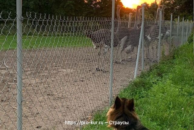 Разведение страусов