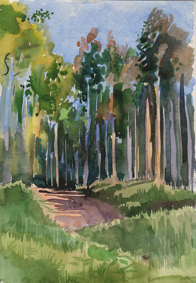 Сосны в вечернем освещении.