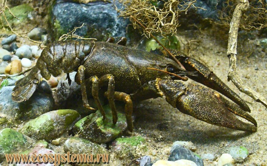 Из открытых источников. Вот он, мой рак!!!