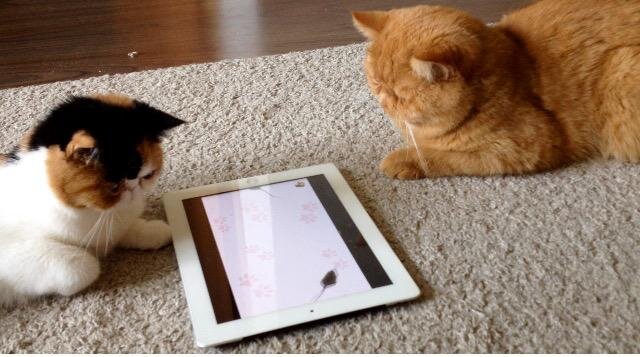 🐾 Что видят кошки на экране телевизора и компьютера | Я — Кот! | Дзен