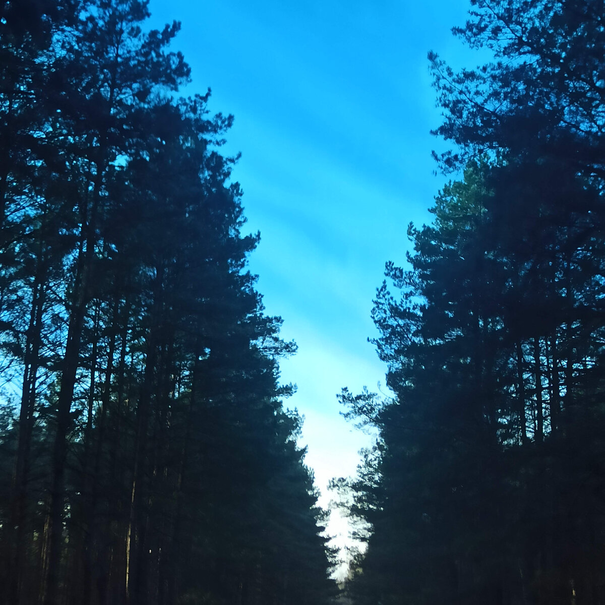 Леса у нас волшебные