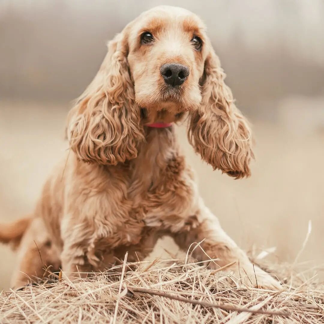 Москва и МО, спаниель, мальчик, возраст не указан