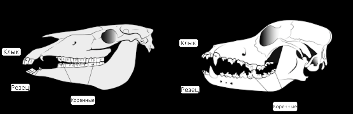 Слева череп лошадь, а справа собака.