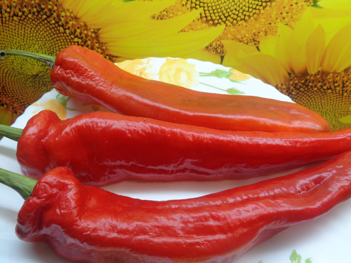 сорт перца рамиро. перец рамиро красный сладкий. красный длинный перец сладкий рамиро. перец рамиро красный сладкий. перец рамиро жёлтый сладкий.