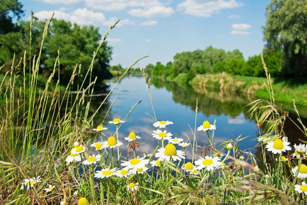 Погода в луге на неделю ленинградской области. Луг река. Природа летняя с ромашками. Ромашки у озера. Ромашковый берег.