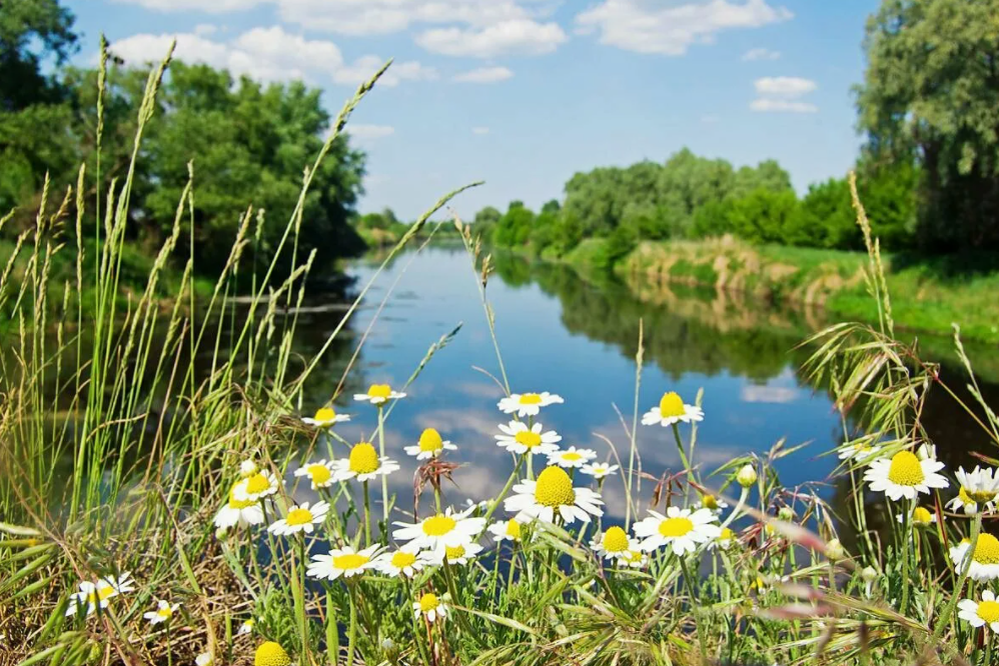 Ромашки у реки. Луг река. Ромашки у озера. Ромашки на воде.