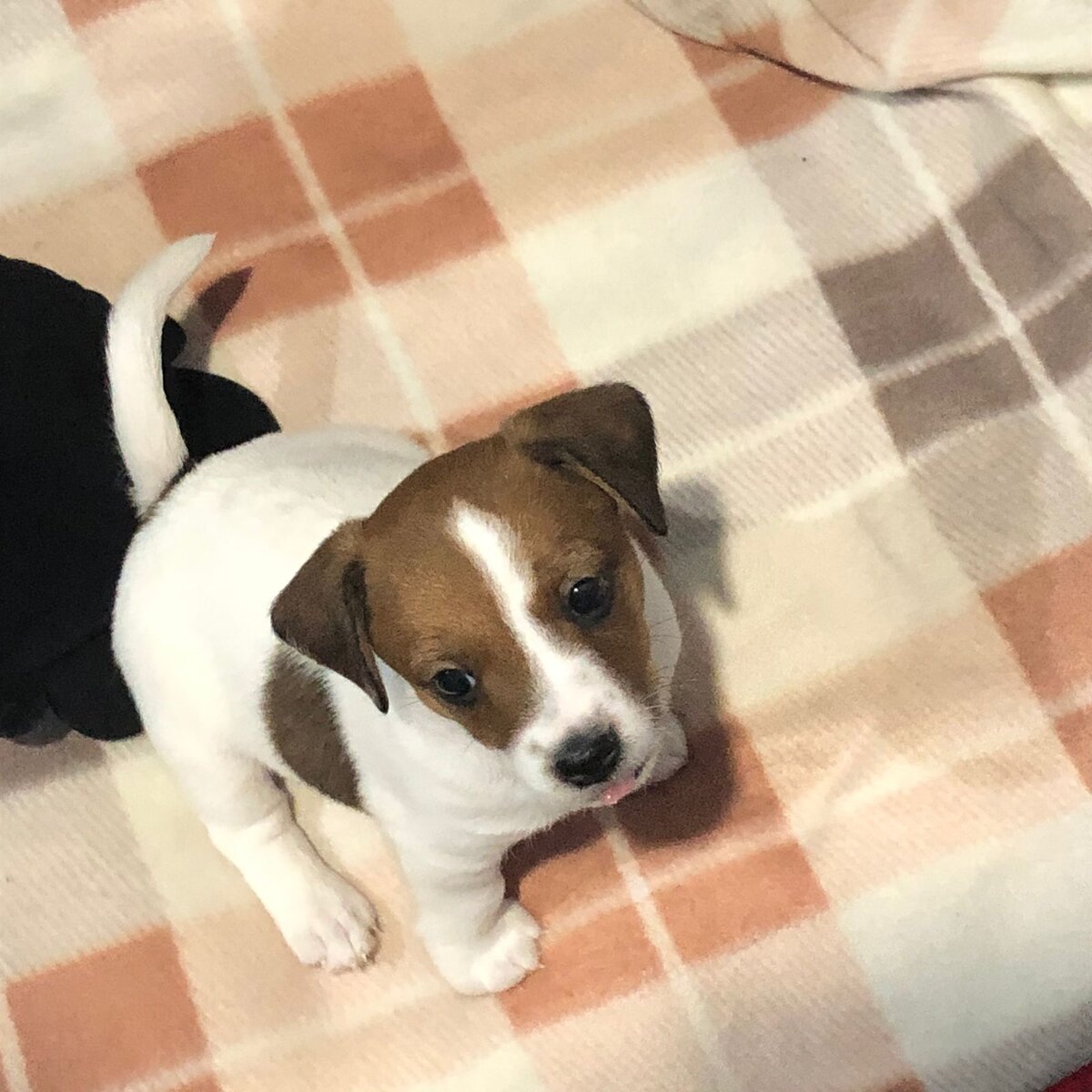 Это моя собака Рич. Правда красивый? 