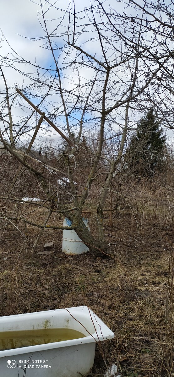 Черешня
