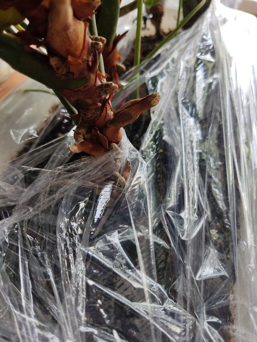 Перед отъездом. Испарение намного меньше. Поливала антуриумы один раз в пять дней. 