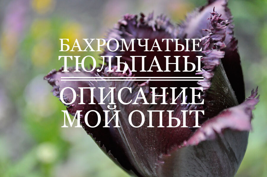 Очень изящный тюльпан