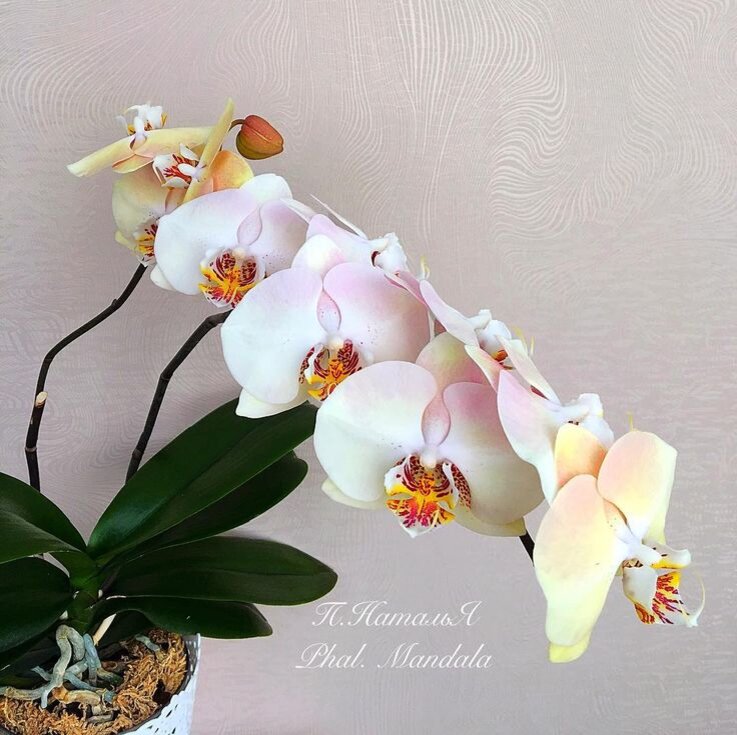 Phal. Mandala (Орхидея Фаленопсис Мандала) фото из яндекс картинок, автор указан на фото.
