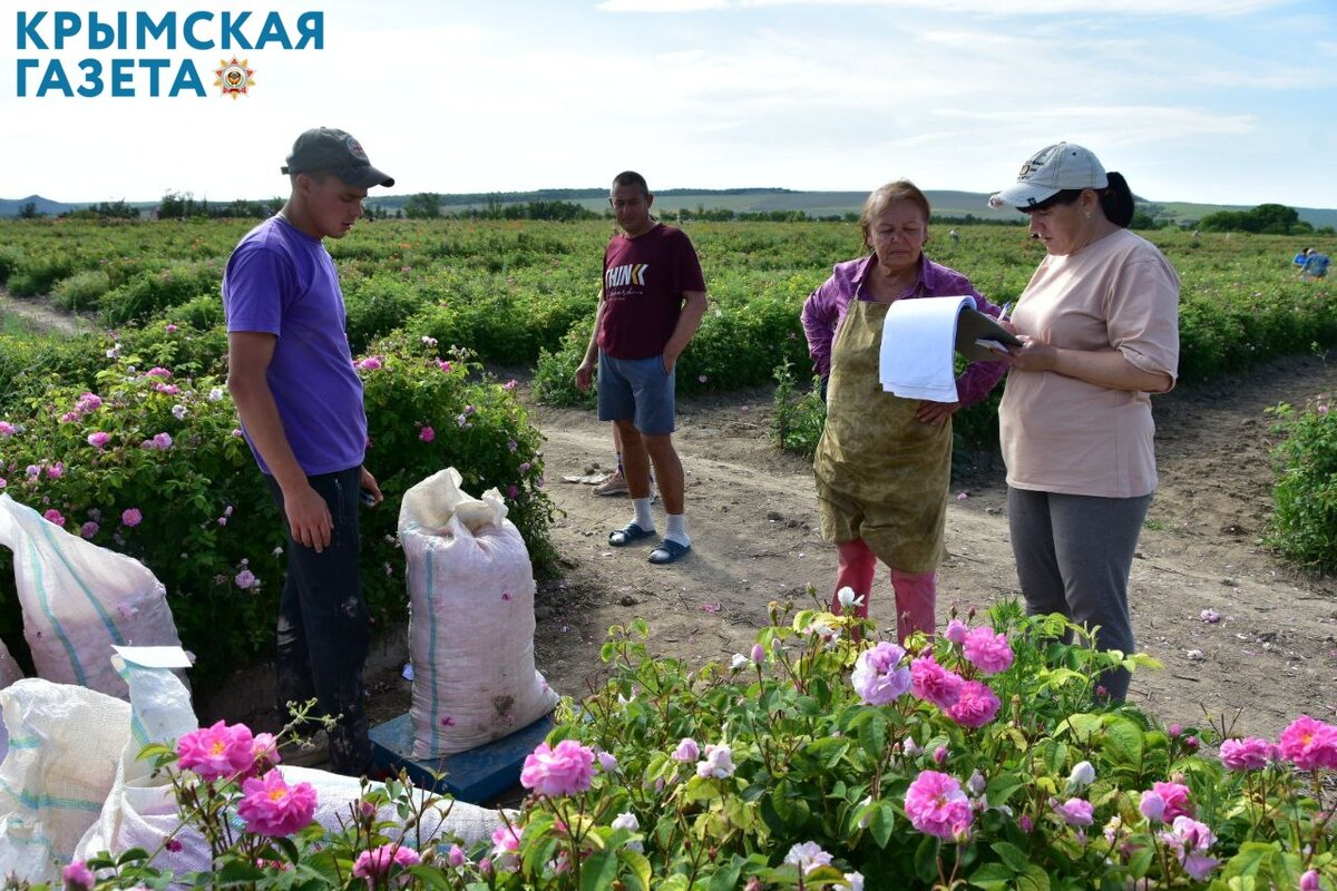 Начался сбор. Село Тургеневка Крым. В Крыму начался сбор эфиромасличной розы в селе Тургеневка. Сбор розы в Тургеневке 2022. Тургеневка Бахчисарайский район.