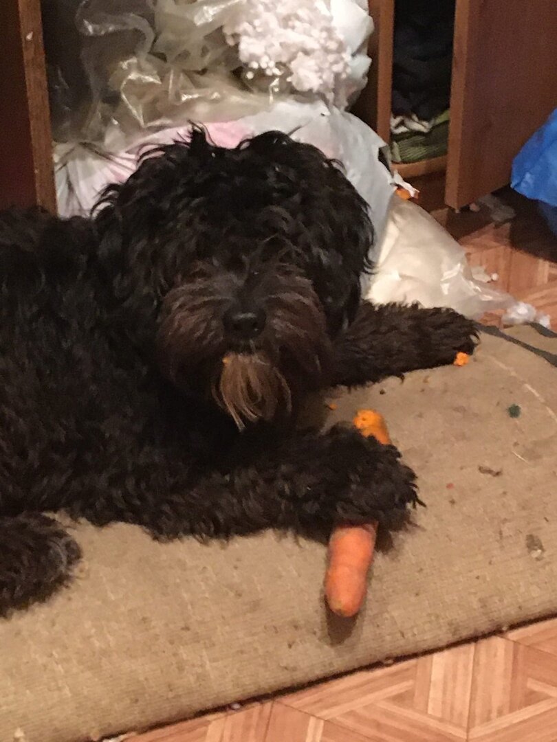 пойман воришка морковки