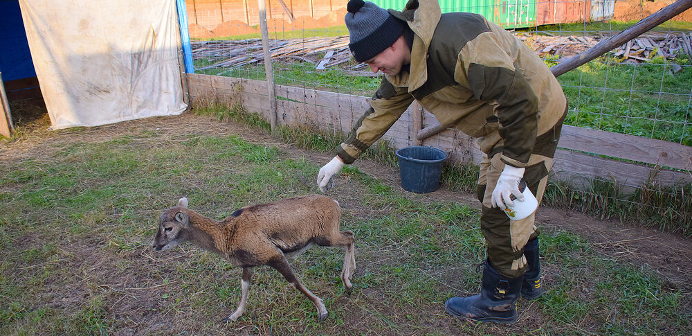 Загон с козликом