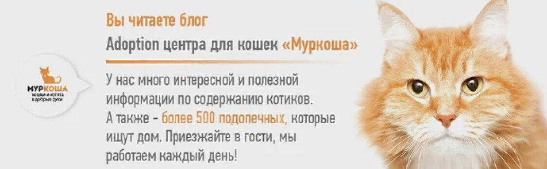 Наш приют – самый большой частный приют в Европе 