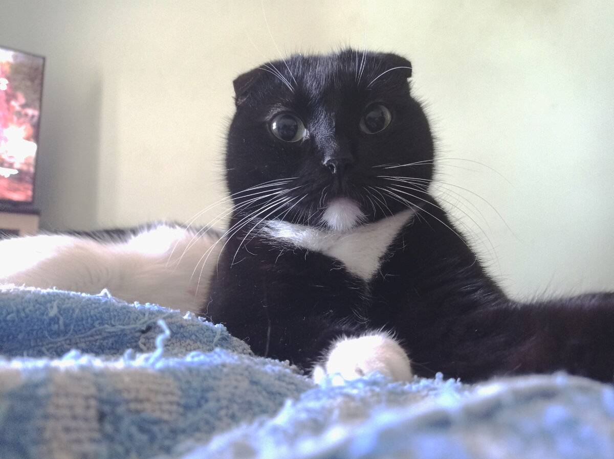 Сурен тоже  удивлён. А Геральта такое поведение вообще с лап сбило. 