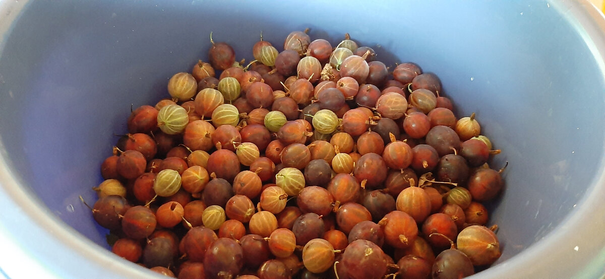 Сорт не знаю, покупала два куста одновременно, один из них точно Колобок, а какой именно не помню. Фото автора Натальи Белотеловой.