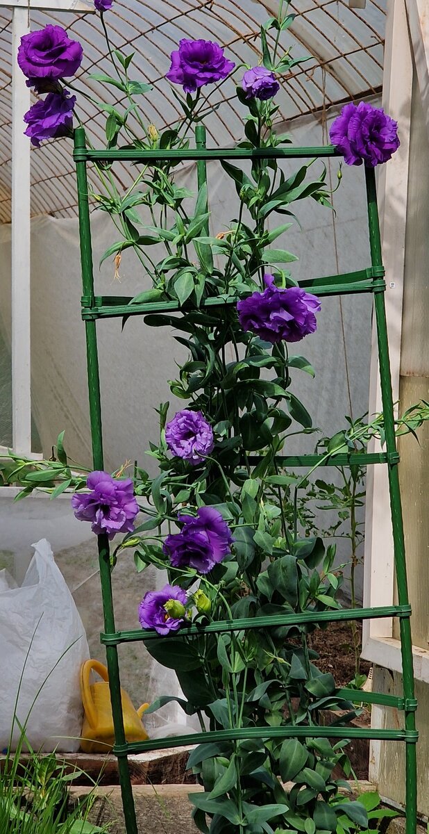 Такой она была в конце мая, когда ее перевезли и пересадили.