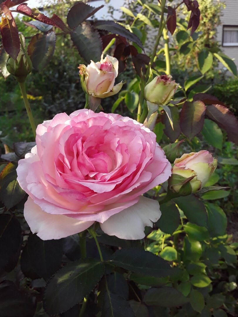 Плетистая роза, сорт Pierre de Ronsard