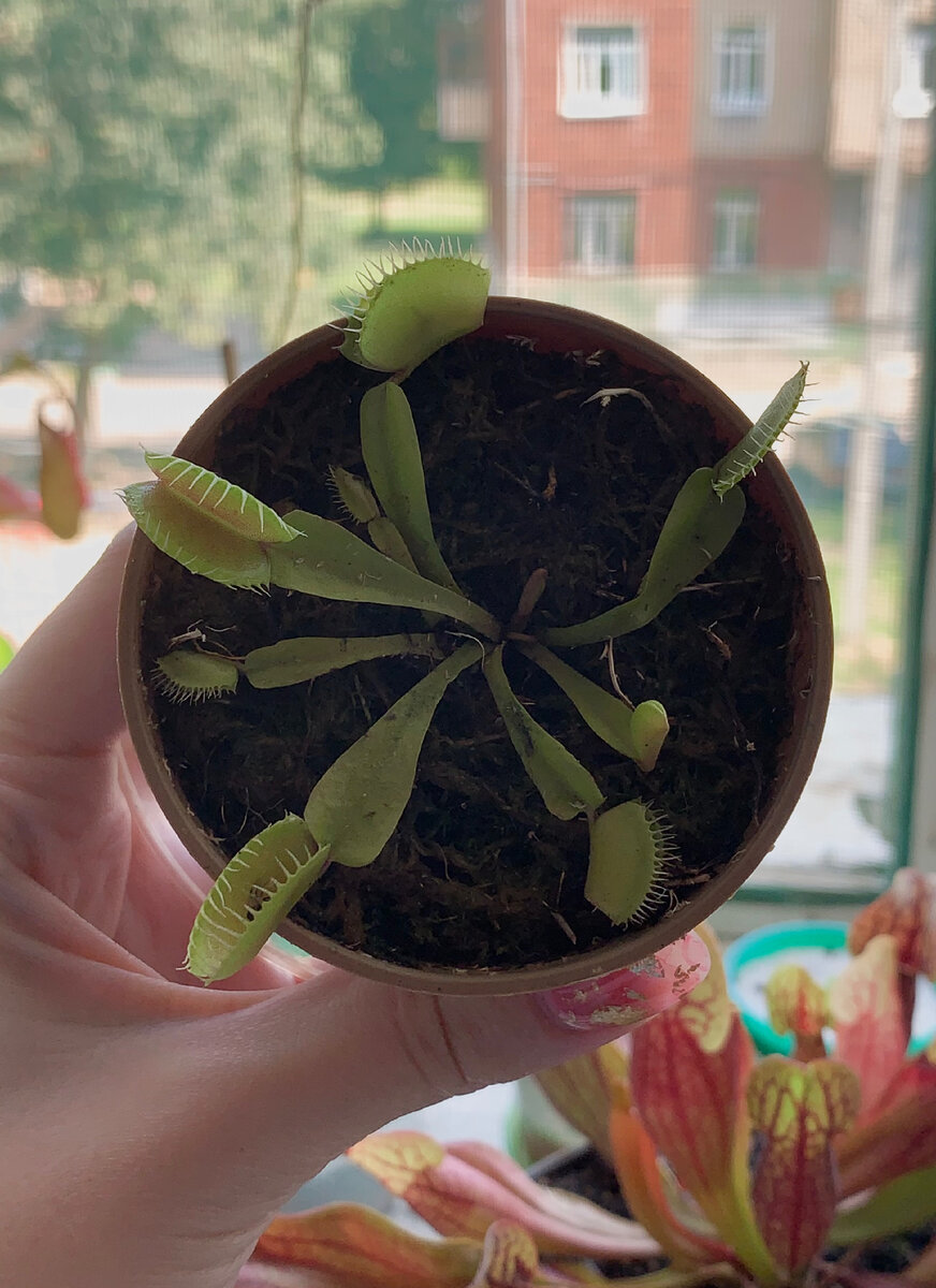 Венерина мухоловка (Dionaea muscipula).Ошибки в уходе и как их можно  исправить | Хищники в здании 🪴 | Дзен