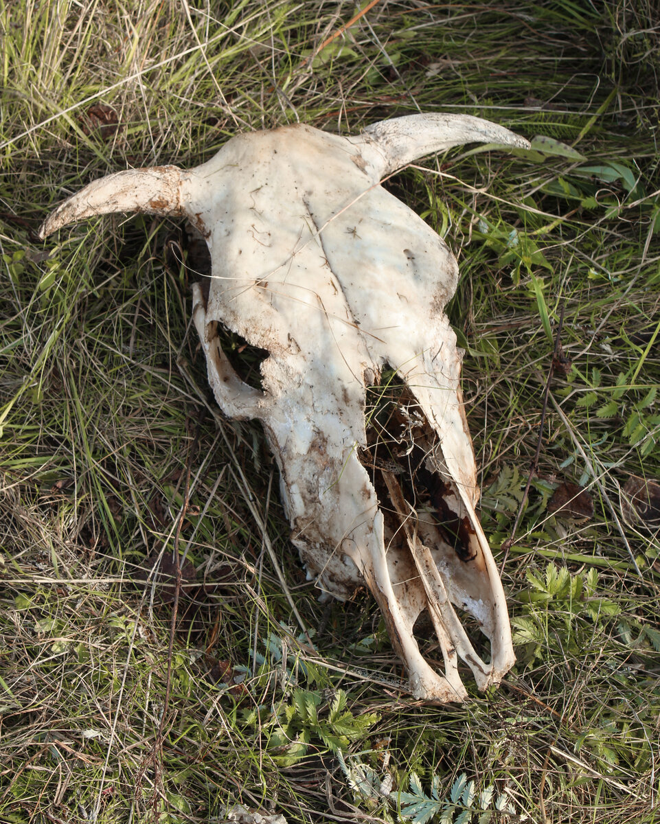 Прогулка обещает быть интересной :)