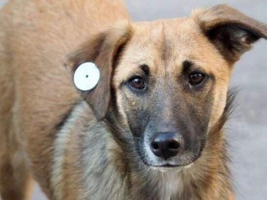     Около 230 уличных собак отловят в Хабаровске до конца 2022 года. ФОТО: мэрия Хабаровска