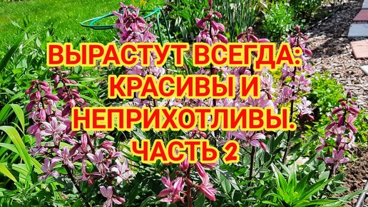 ВЫРАСТУТ ВСЕГДА: КРАСИВЫ И НЕПРИХОТЛИВЫ ЧАСТЬ 2