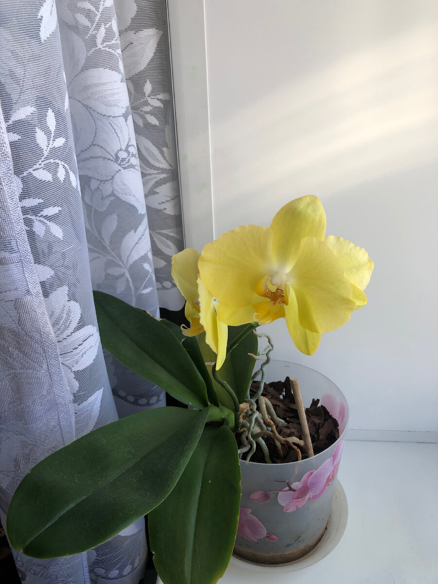 Орхидеи можно отнести к неубиваемым, но в то же время капризным растениям, главное - найти к ним свой подход :) 