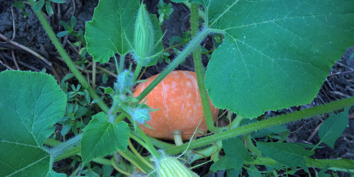 Тыква крупноплодная Ольга