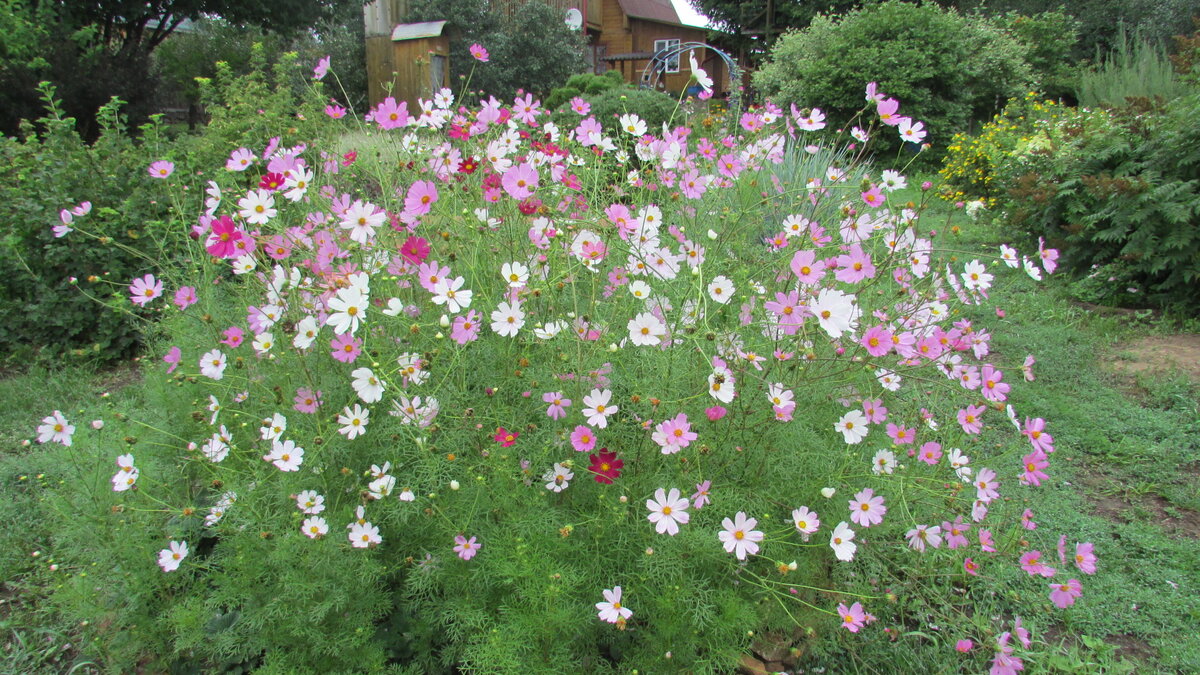 Самостийно образовавшаяся клумба из космей