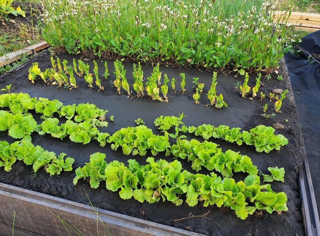 Как ни старался сфотографировать красиво, получалось только так: салат мелкий, шпинат вообще еле живой